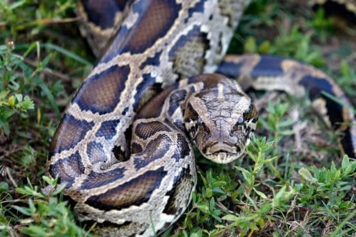 Incroyable capture d'un python titanesque de 6 mètres en Floride — les ...