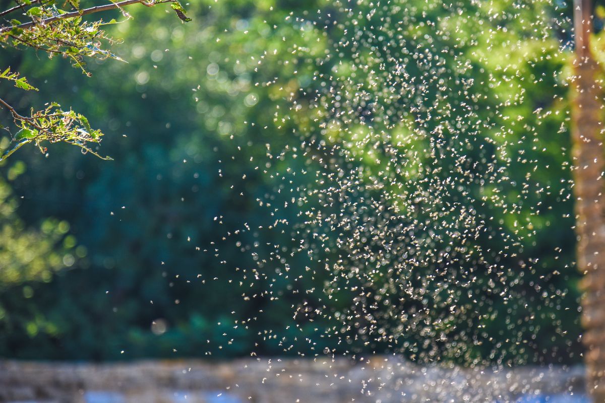 Invasion d'insectes à New York : une nuée de pucerons envahi la ville