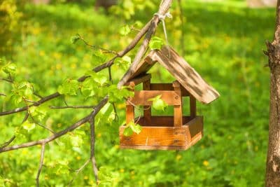 Jardinage écologique : apprenez à créer un écosystème sain et équilibré pour des plantes vigoureuses et résistantes !