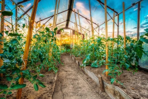 À épingler : Jardins sans eau : la tendance qui va vous faire économiser temps, argent et stress pendant la canicule !