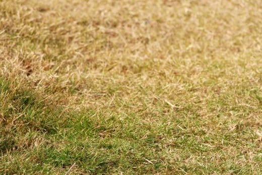 À épingler : La Canicule a brûlé votre pelouse ? Ne vous inquiétez pas : ces 4 astuces vont la sauver !