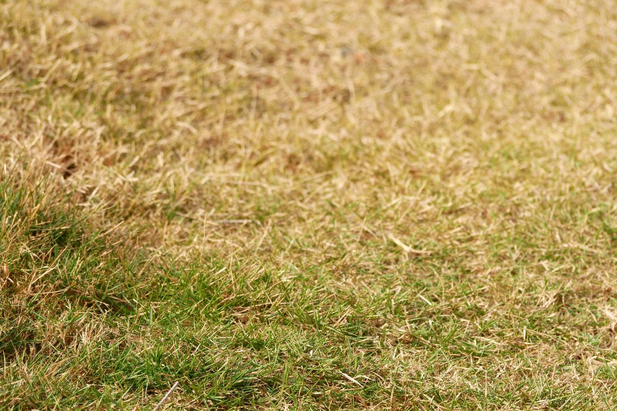 La Canicule a brûlé votre pelouse ? Ne vous inquiétez pas : ces 4 astuces vont la sauver !