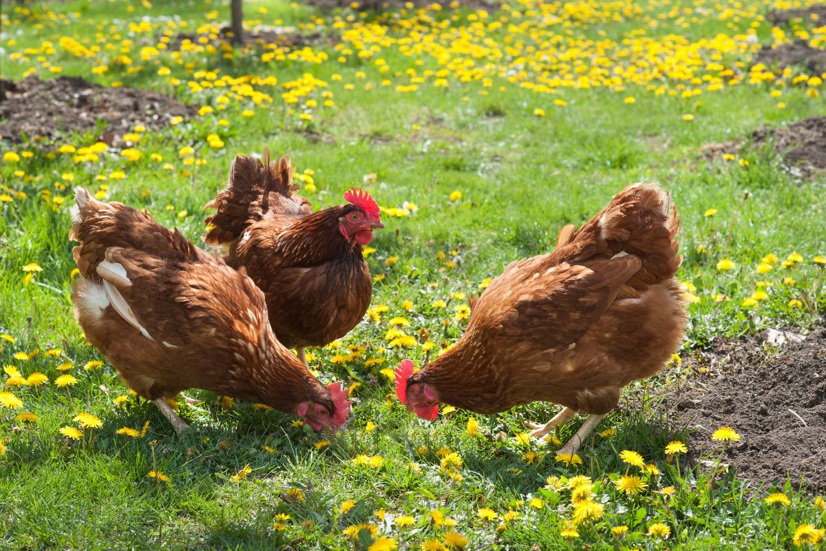 La révolution écologique : comment les poules se transforment en super-héros du recyclage !