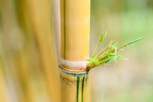 À épingler : Le bambou de votre jardin vire au jaune ? Découvrez l’astuce secrète pour le revitaliser instantanément !