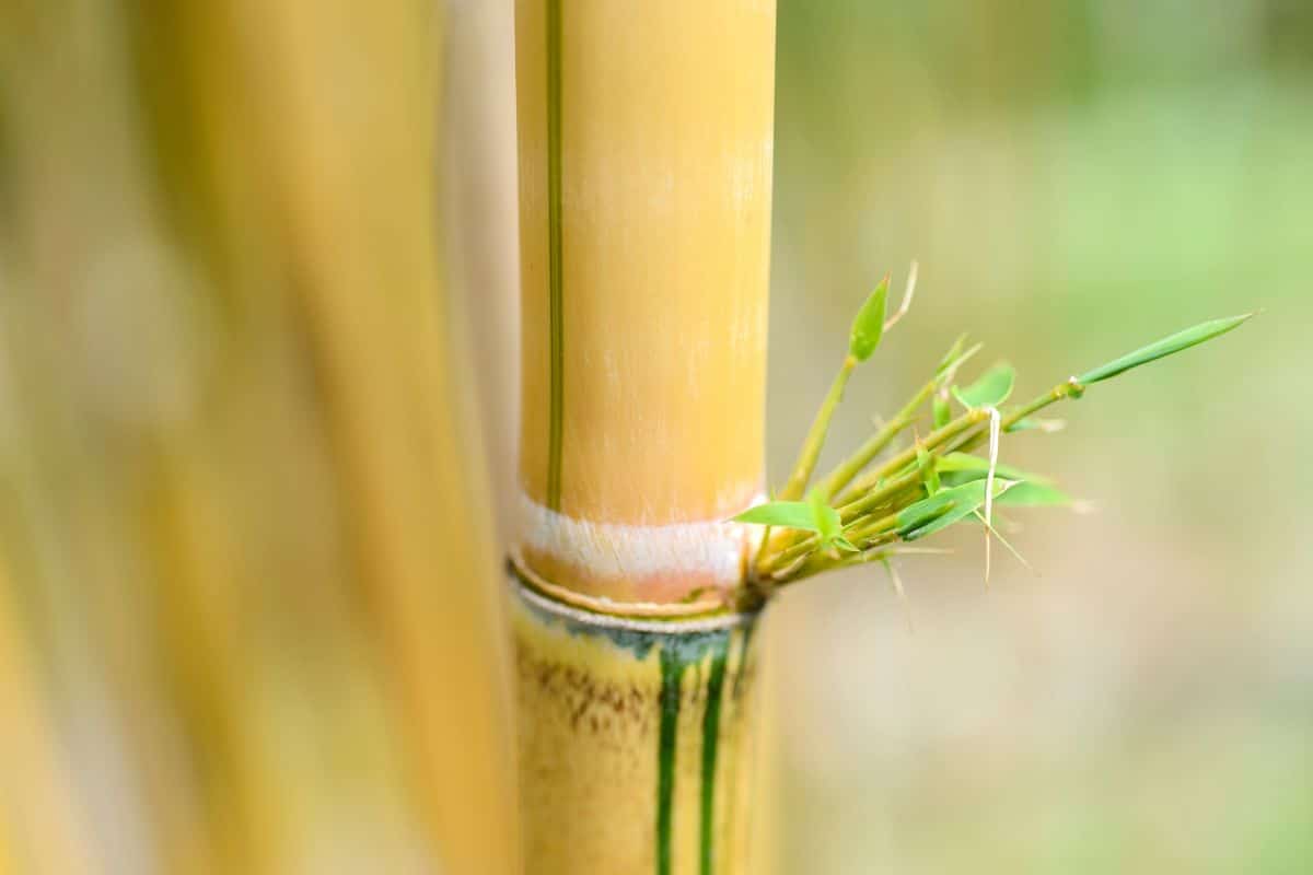 Le bambou de votre jardin vire au jaune ? Découvrez l'astuce secrète pour le revitaliser instantanément !