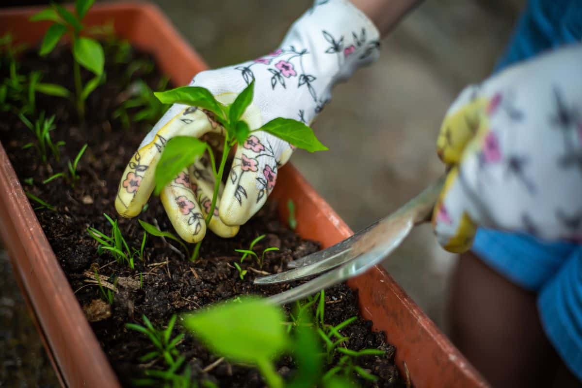 Le jardinage simplifié : cultivez des légumes sains et savoureux grâce à ces 5 conseils de pro !