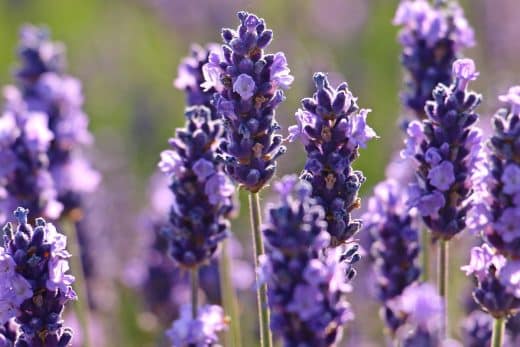 À épingler : Les 5 plantes anti-moustiques les plus puissantes : Dites adieu aux piqûres cet été !