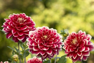 Les 6 fleurs à planter en juillet pour profiter d’un jardin fleuri tout l’été 