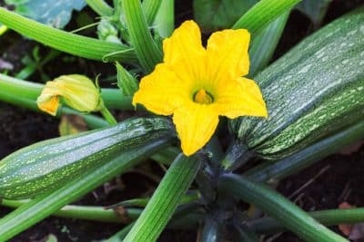 Les légumes à semer en juillet pour une récolte abondante cet automne