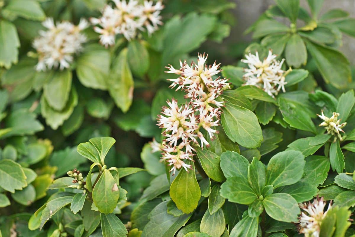 Les plantes vivaces qui fleurissent en juillet ajoutez de la couleur à votre jardin