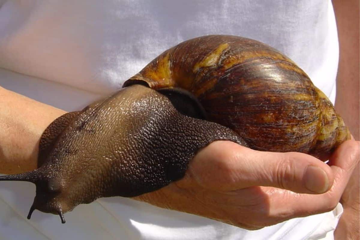 L'escargot géant venu d'Afrique peut-il débarquer en France ?