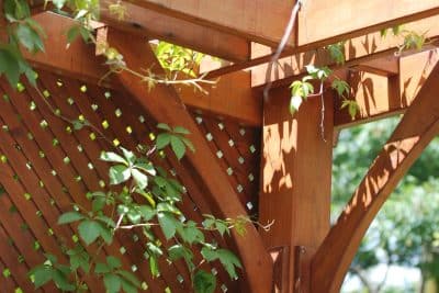 Pergola fade ? Pas avec ces 20 plantes grimpantes spectaculaires qui vont métamorphoser votre espace extérieur !