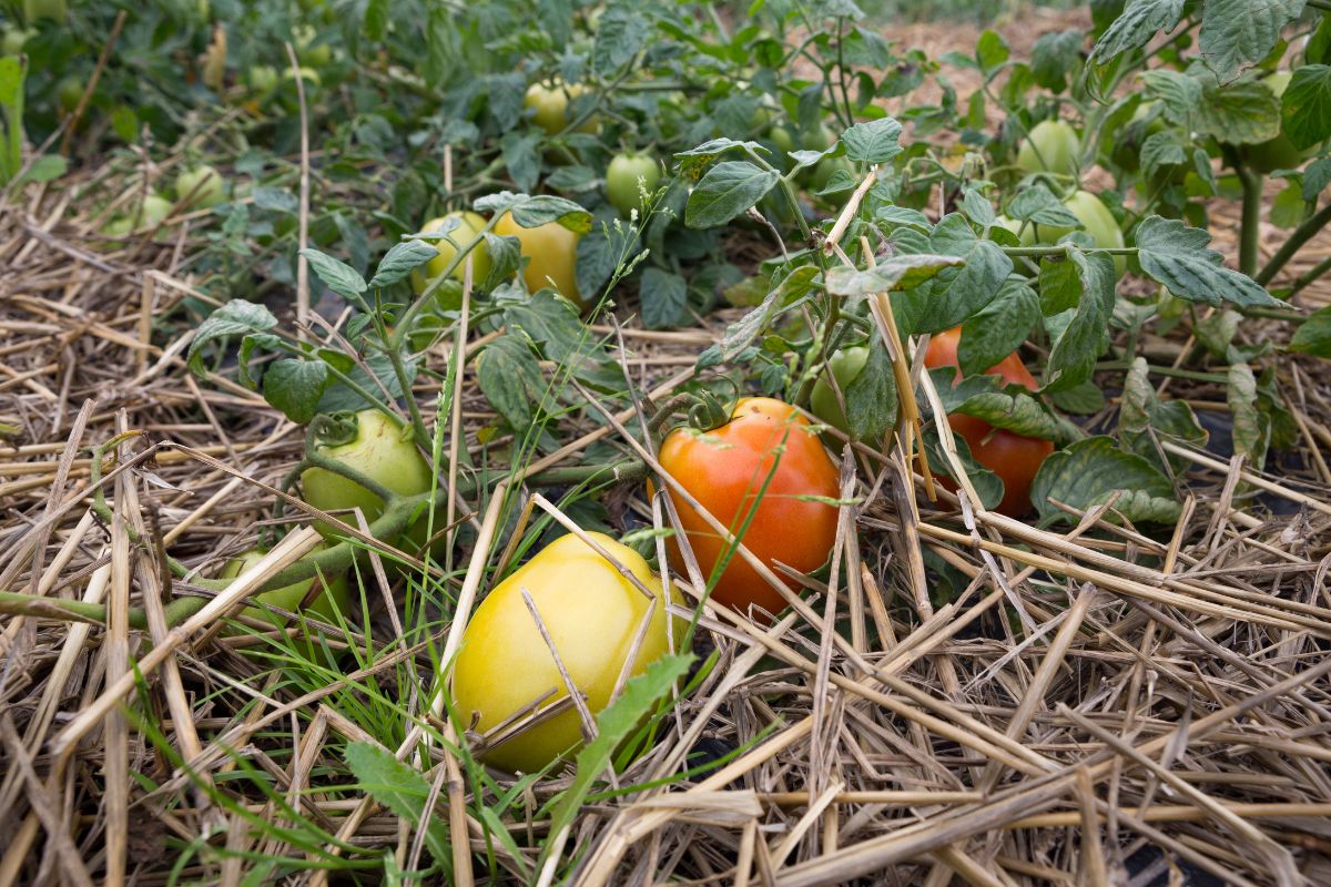 Permaculture : la méthode révolutionnaire pour un jardin autosuffisant et résistant aux changements climatiques !