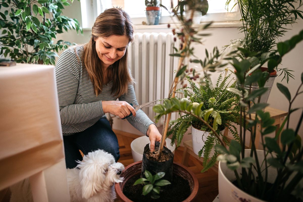 Plantes d'intérieur et animaux : voici les 10 variétés qui ajouteront une touche de verdure à votre maison sans mettre en danger vos compagnons !