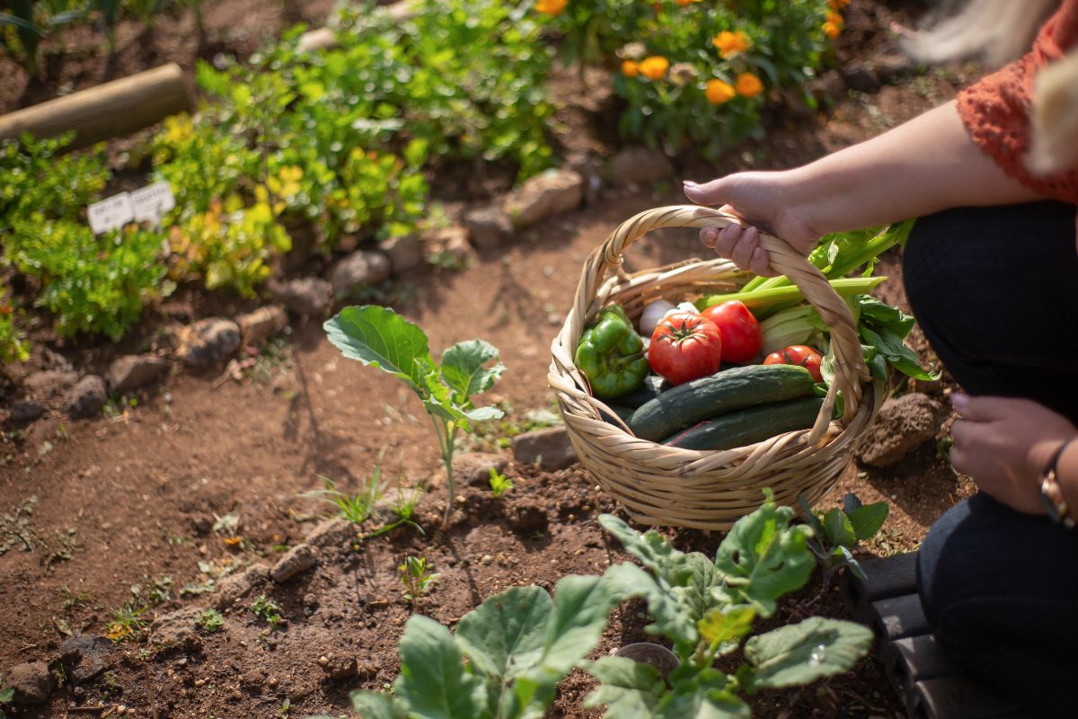 Potager bio : les 7 secrets pour cultiver des légumes sains et savoureux sans pesticides ni produits chimiques !