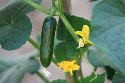 Voici ce qu'il ne faut surtout pas faire si vous souhaitez planter des concombres dans votre potager 