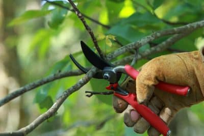 Voici l’astuce ultime pour tailler un cerisier 