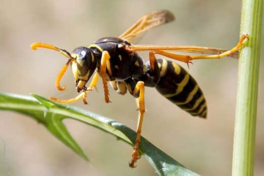 À épingler : Guêpes : Ces 6 gestes à ne surtout pas faire si vous souhaitez éviter une invasion !