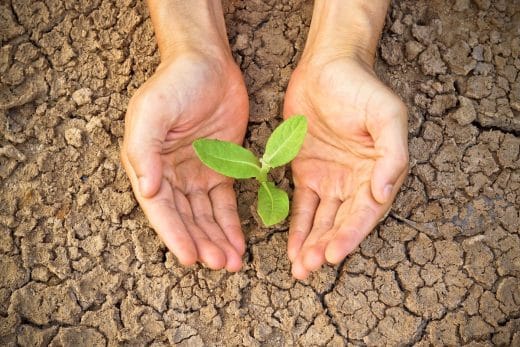À épingler : Vous souhaitez davantage protéger vos plantes de la sécheresse ? Adoptez ces gestes simples