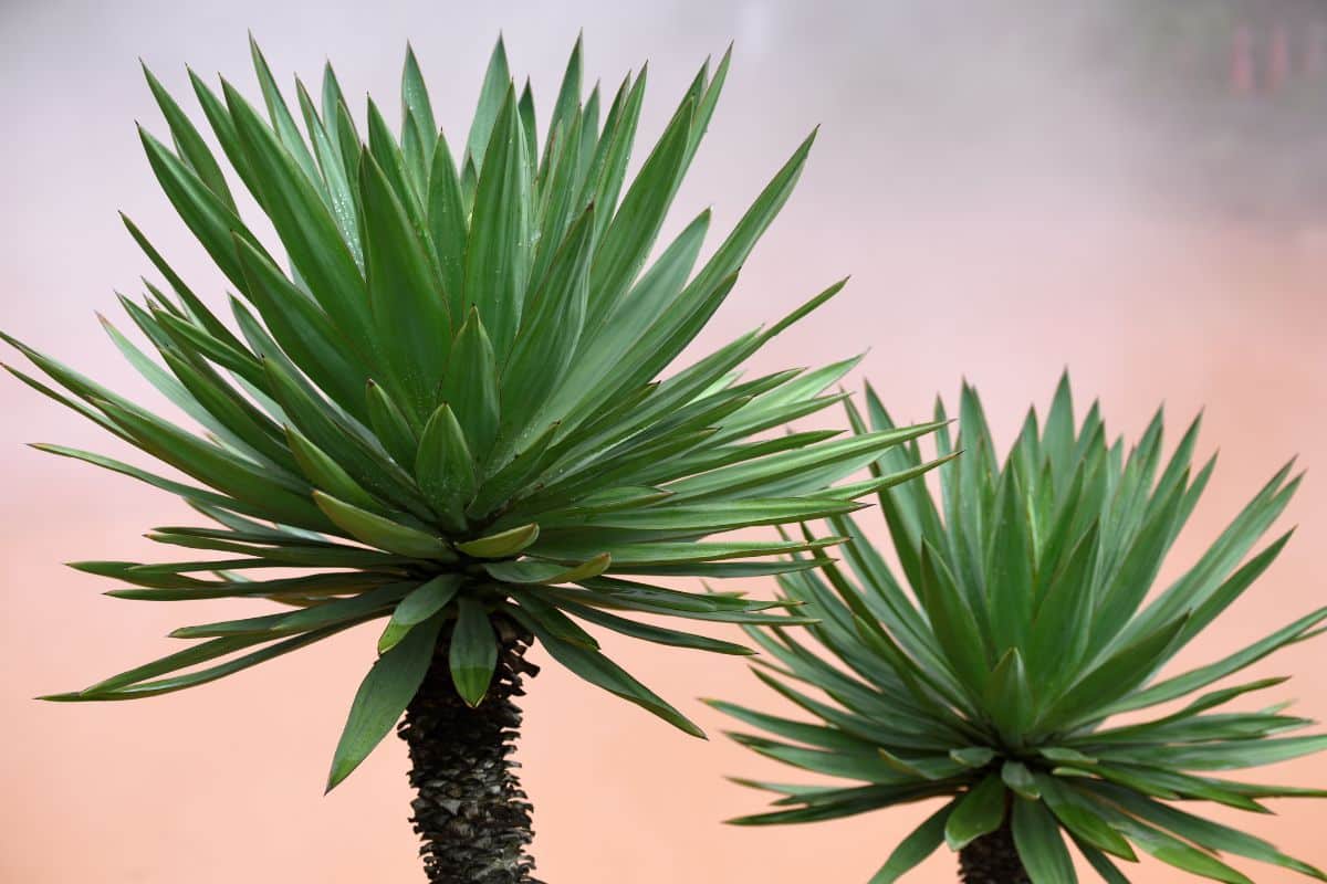 Yucca feuilles jaunes : que faire quand un yucca jauni ?