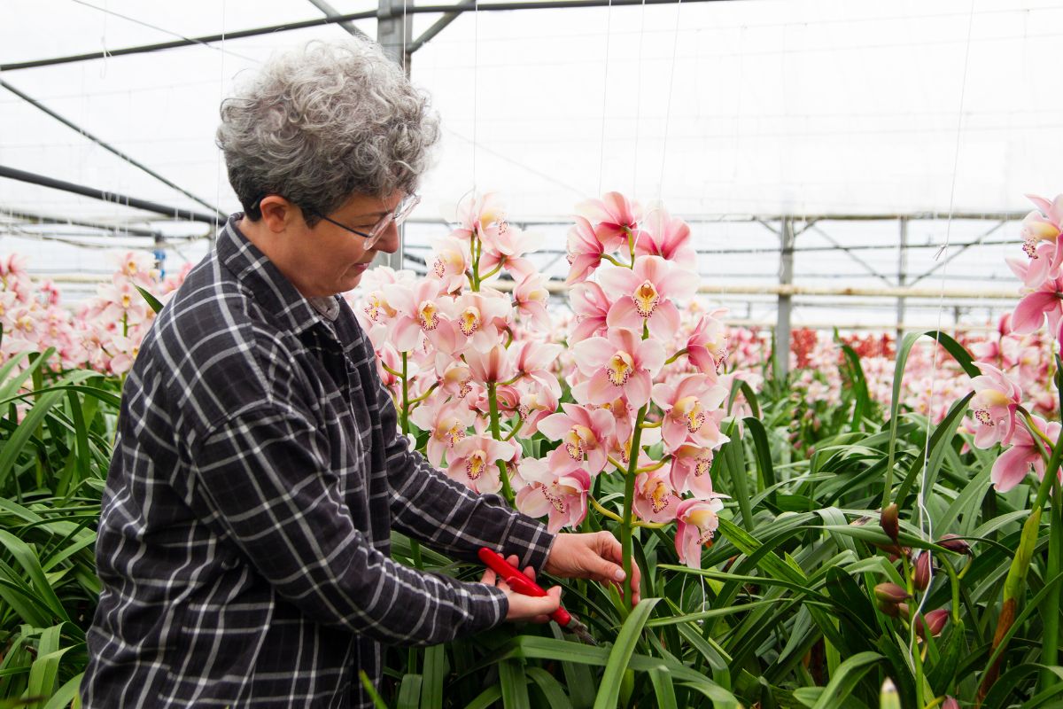 Amateurs d'orchidées, réjouissez-vous : découvrez la méthode secrète pour multiplier vos fleurs en toute simplicité !