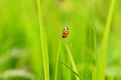 Canicule : les gestes simples pour sauver la vie des animaux de votre jardin !