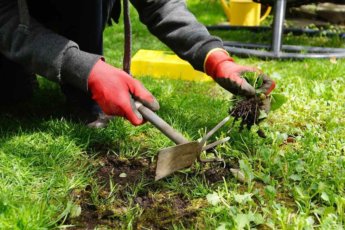 C'est le moment d'éradiquer les mauvaises herbes : fini la corvée, on vous explique comment désherber sans vous fatiguer