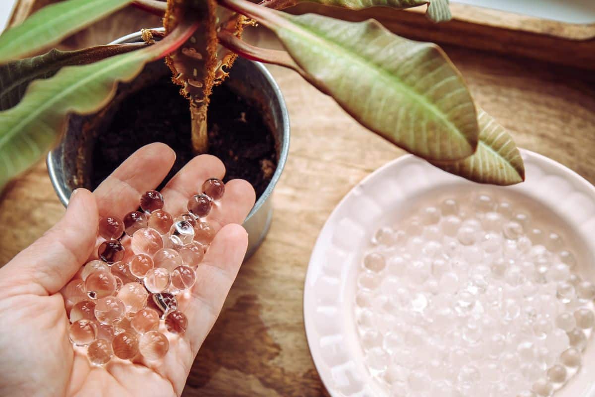 Comment fabriquer votre propre gel d'arrosage l'astuce incroyable dont parlent tous les amoureux des plantes 