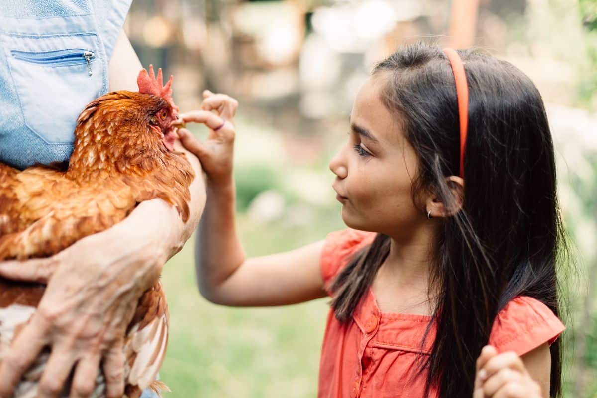 Du vinaigre pour vos poules : pourquoi est-ce indispensable pour leur bien-être ?