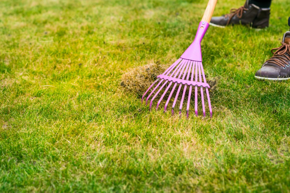 Gazon jaune et sec ? Cet objet surprenant pourrait être le sauveur de votre pelouse !