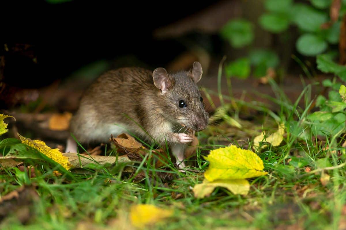 Incroyable ! Ces plantes d'apparence innocente pourraient attirer les rats dans votre jardin