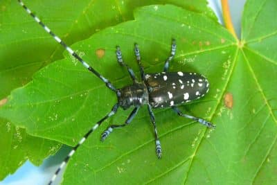 Intrus exotiques les espèces invasives d'insectes dont vous n'avez jamais entendu parler, à connaître d'urgence !