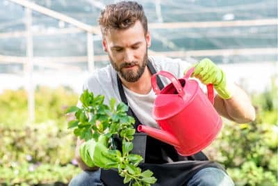 Jardin : voici les bénéfices du lait si vous l’utilisez pour arroser vos plantes ! 