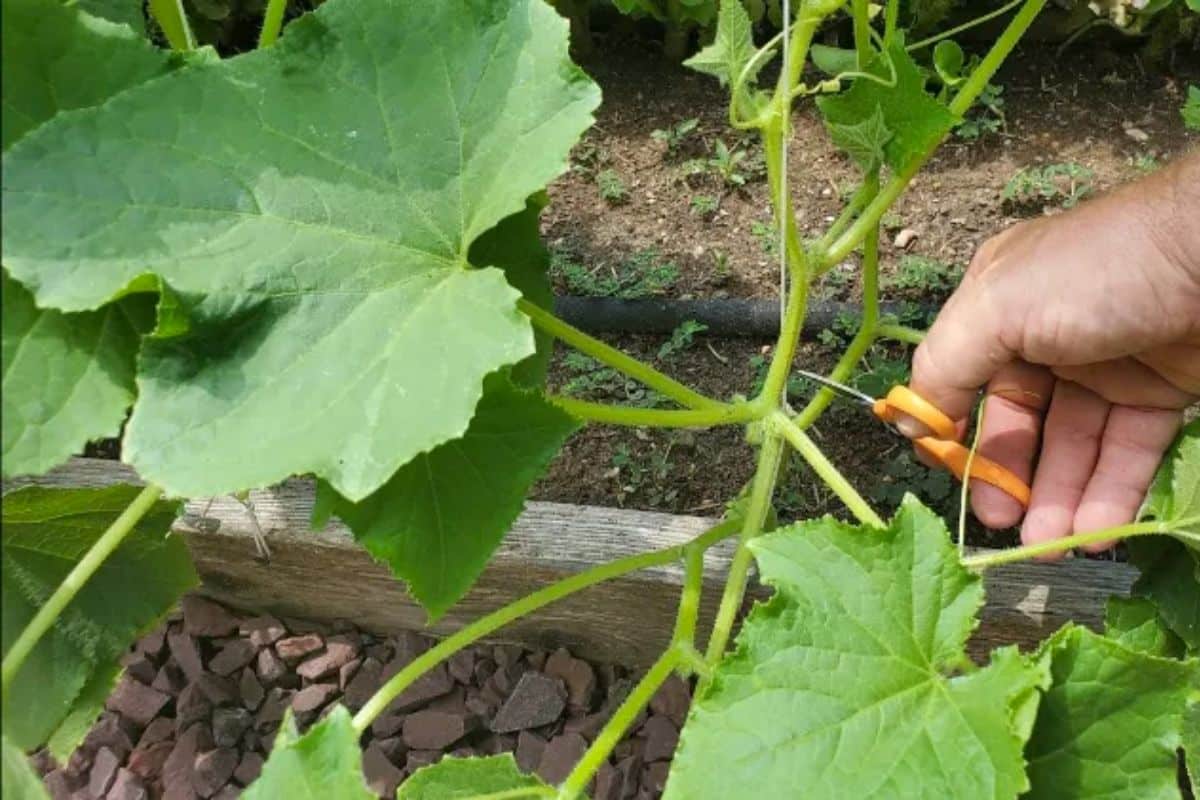 Jardin Vous taillez vos concombres Découvrez le moment parfait pour tailler vos concombres et doublez votre récolte !