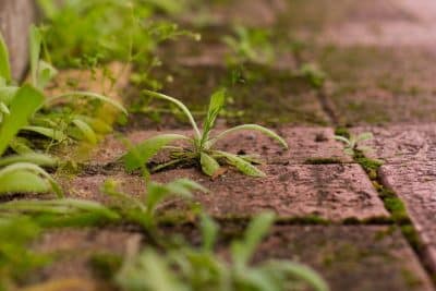 Jardinage : cette technique révolutionnaire élimine les mauvaises herbes entre vos carreaux comme par magie 