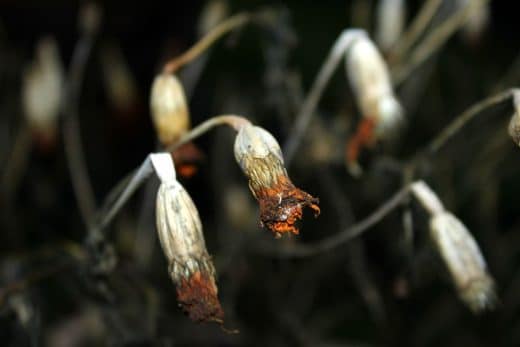 À épingler : Jardinage d’août : l’erreur que tout le monde fait en enlevant les fleurs fanées !