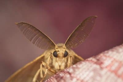 Mites alimentaires dans la cuisine ? Le répulsif NATUREL qui fait des miracles