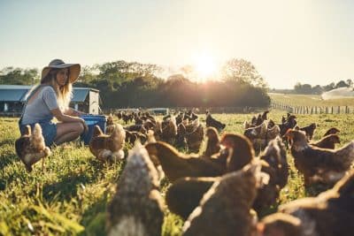 Ne perdez plus jamais une poule ! Voici comment les défendre des prédateurs en 5 étapes !