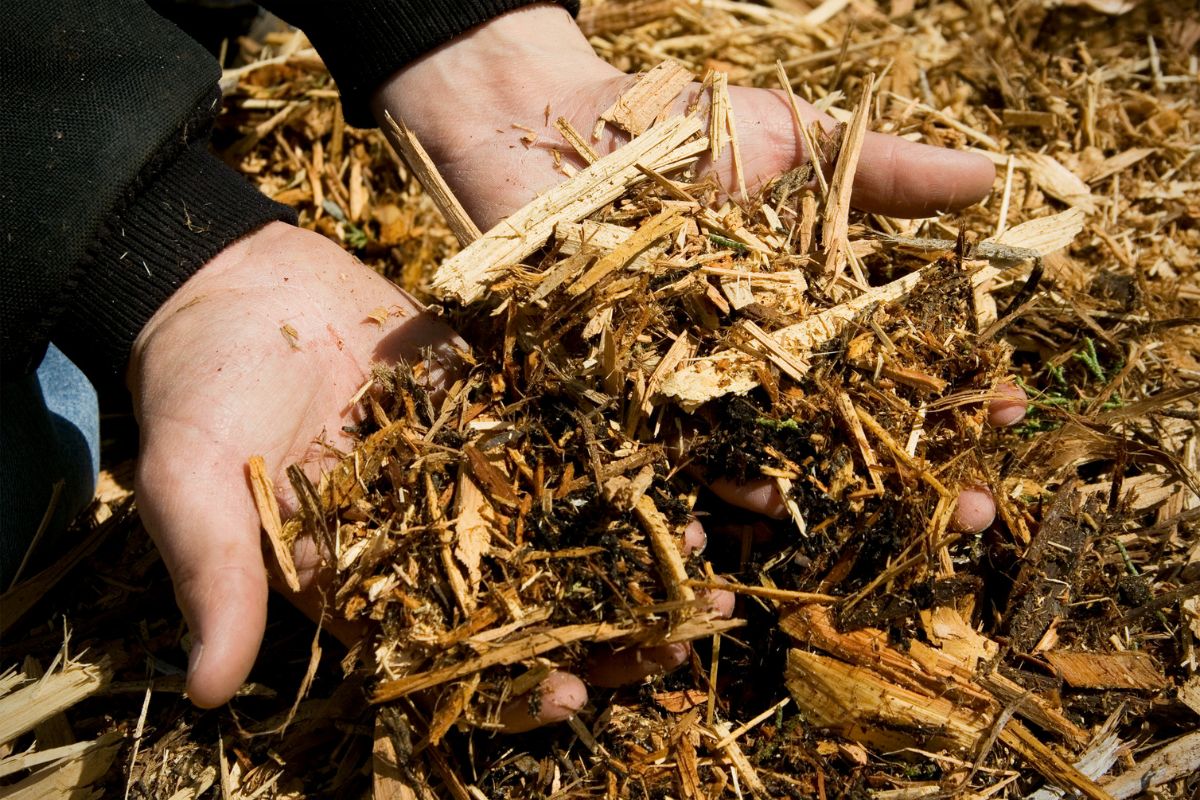 Canicule : l'astuce à connaître pour choisir le paillage adapté à vos plantations