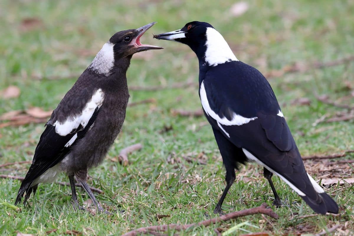 ces oiseaux ne sont pas méchants, et les éloigner suffira à votre jardin pour s’épanouir.