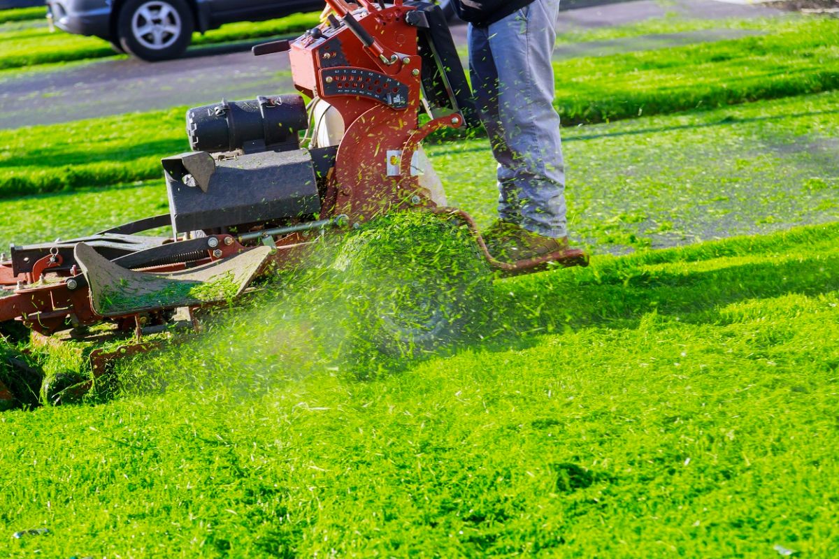 Secret de pro le mulching, la technique de tonte pour obtenir une pelouse de rêve et impressionner vos voisins