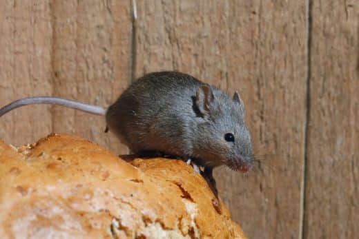 À épingler : Souris chez vous? Ces 4 solutions 100% naturelles vont les faire fuir instantanément !