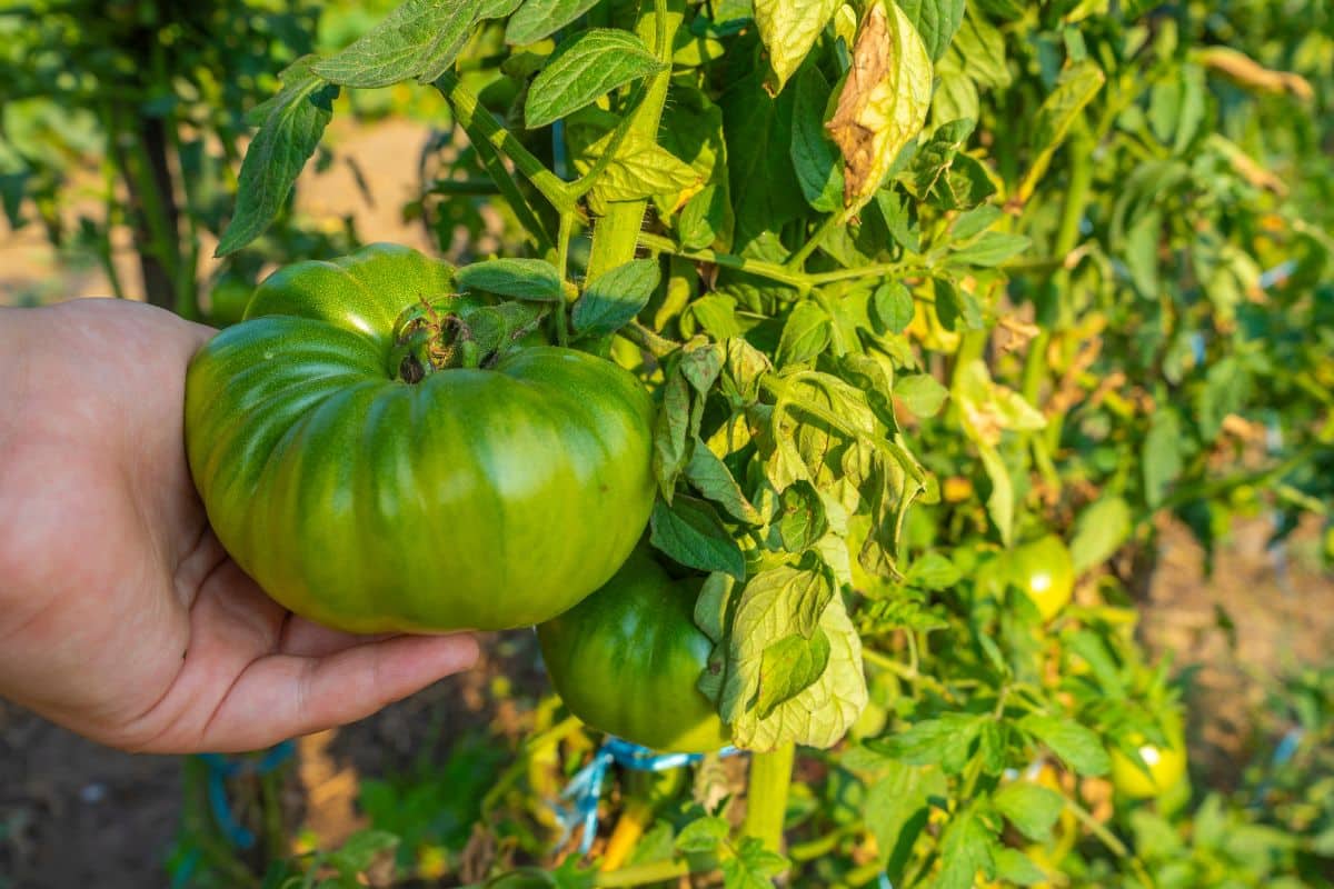 Tomates : les 9 secrets pour une récolte estivale exceptionnelle en période de fortes chaleurs !