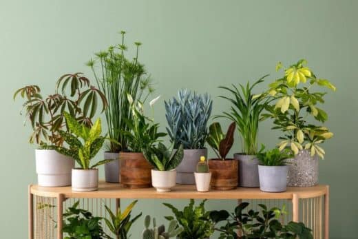À épingler : Vous vous sentez stressé ? Et si mettre des plantes d’intérieur chez vous aidait à retrouver la sérénité ?