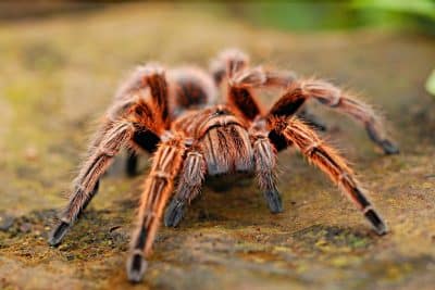 Adieu l'arachnophobie : l'astuce infaillible pour repousser les araignées de votre maison
