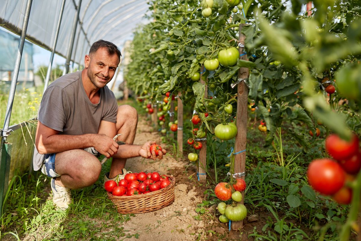 Arracher les pieds de tomate après l'été : mythe ou réalité