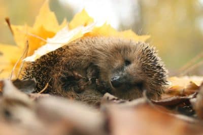 Attention : Si vous avez un hérisson dans votre jardin, ne faites pas cette erreur courante