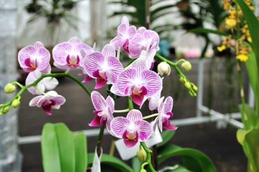 À épingler : Boostez la beauté de vos orchidées avec ces 5 conseils indispensables.
