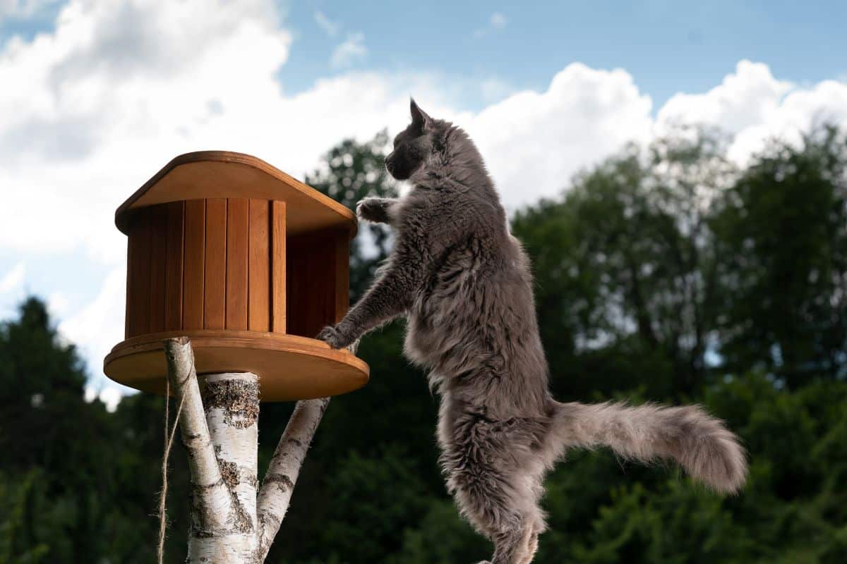 Bricolage facile : créez le paradis de votre félin avec ces 3 DIY d'arbres à chat! 