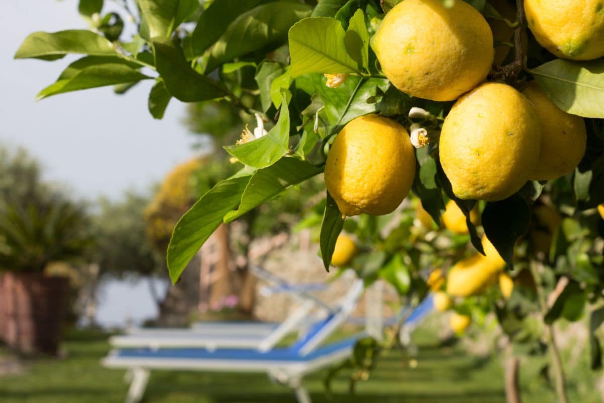 Envie d'un citronnier dans le jardin ? La méthode secrète pour le faire pousser à partir d'un simple pépin